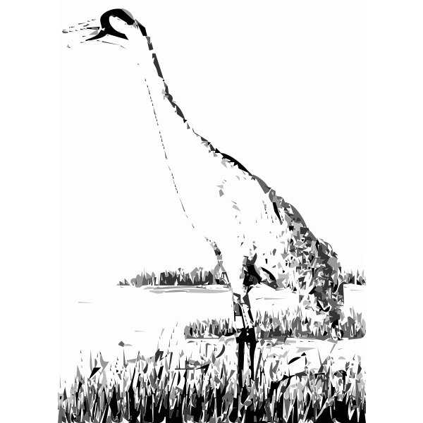 Sandhill Crane